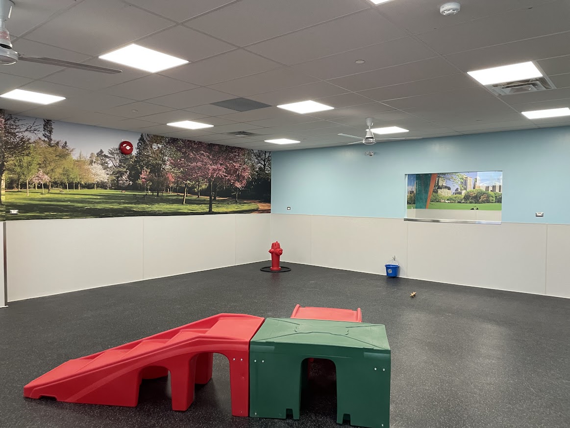 dogtopia gallery photo 8